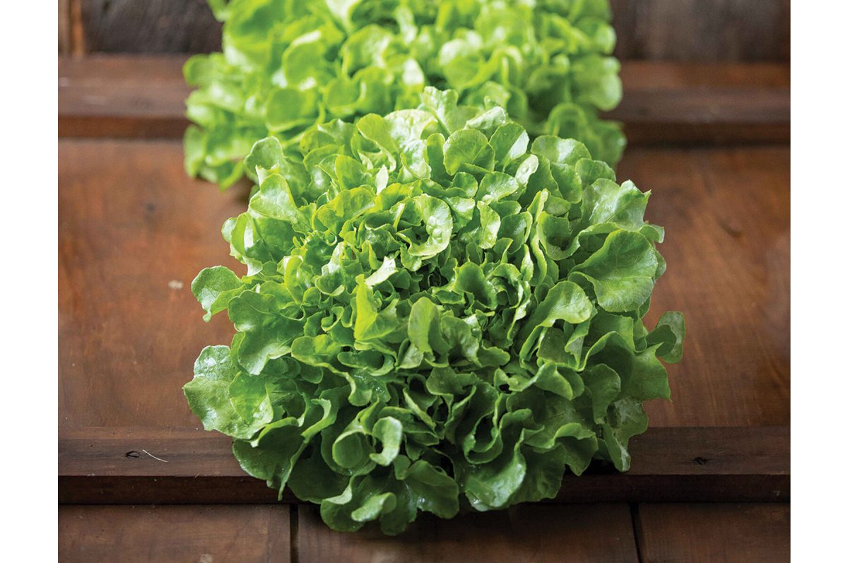 Bauer – Organic Lettuce Seed